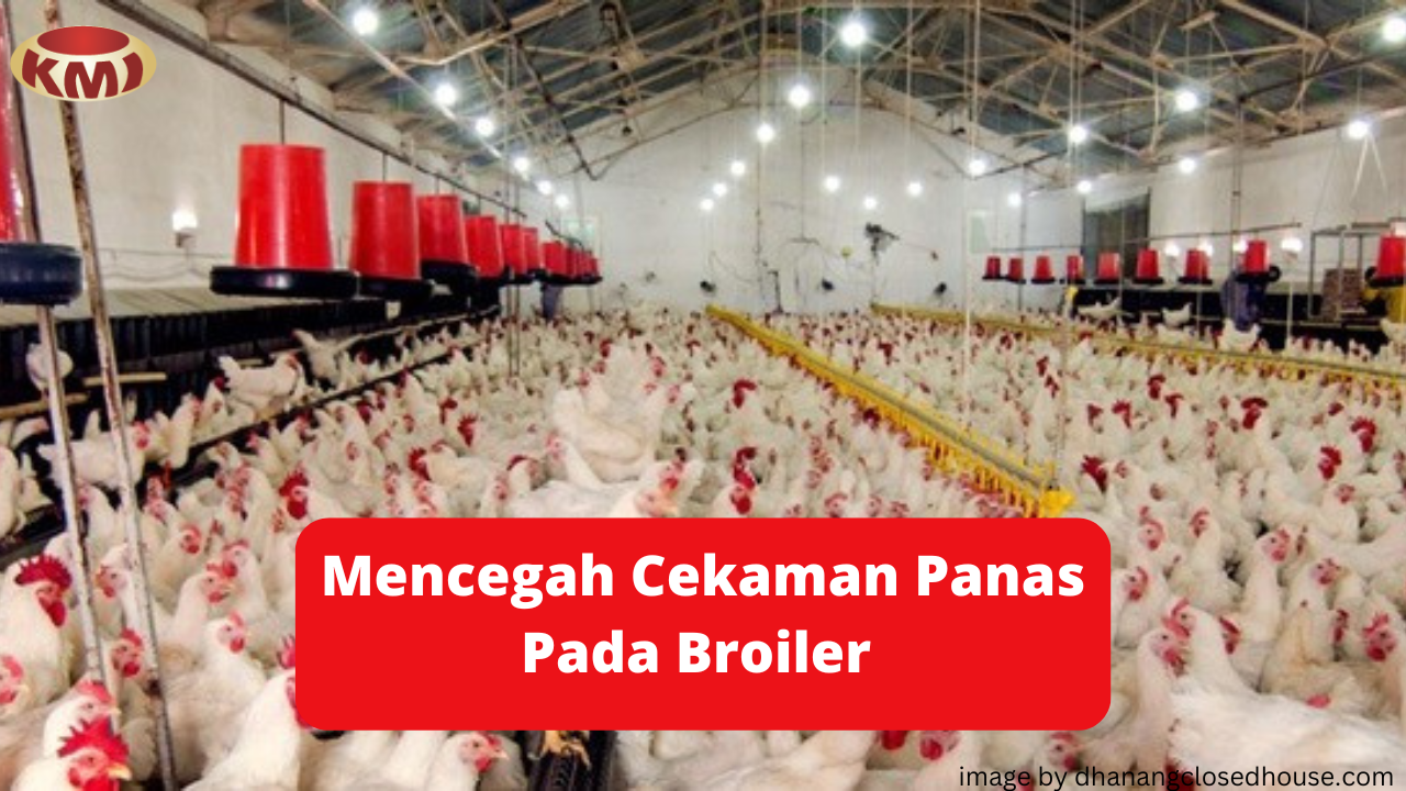 Atasi Cekaman Panas Pada Broiler Melalui Tips Berikut